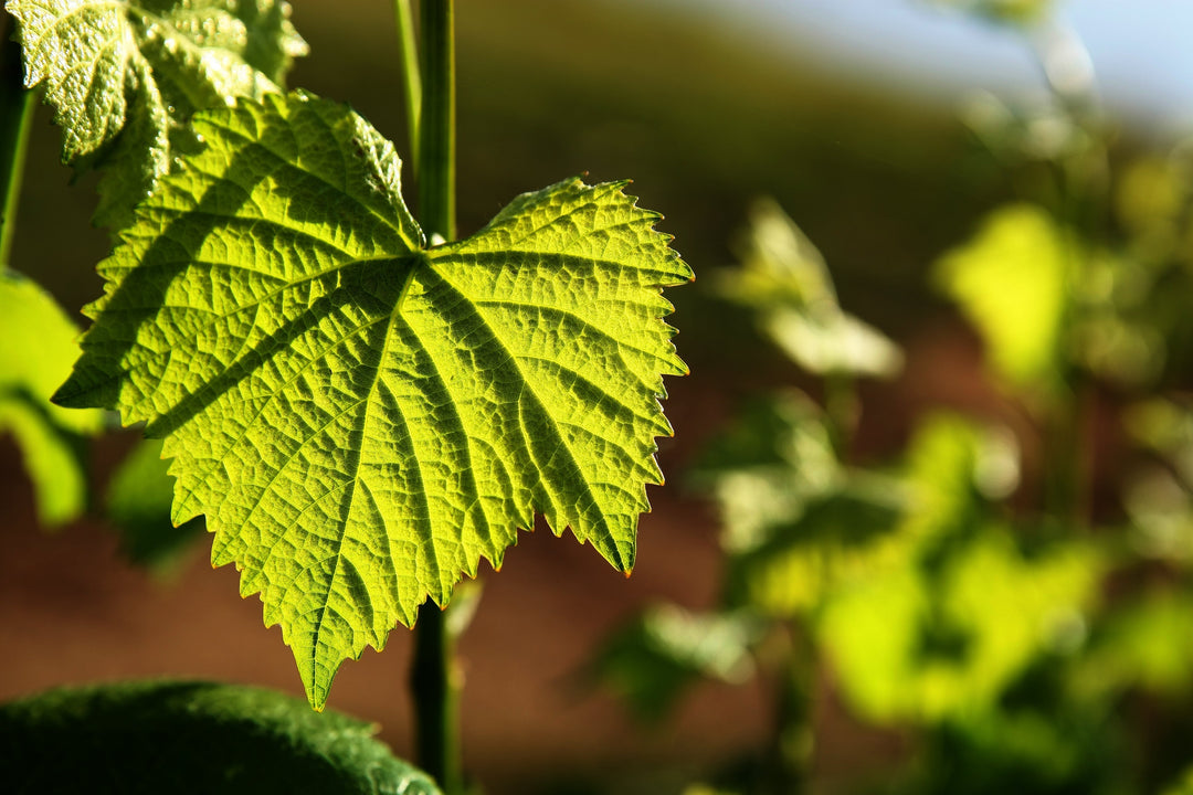 The First Whites of 2026, in Time for Spring