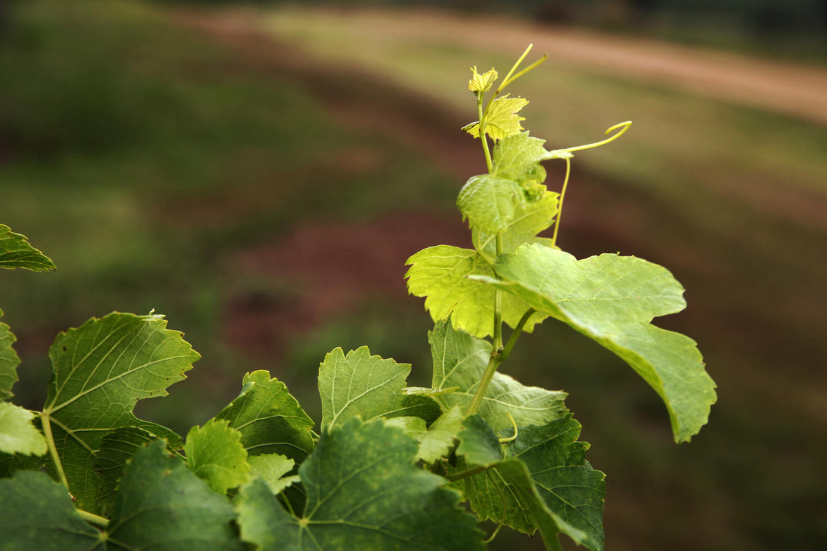 The First Whites of 2026, in Time for Spring