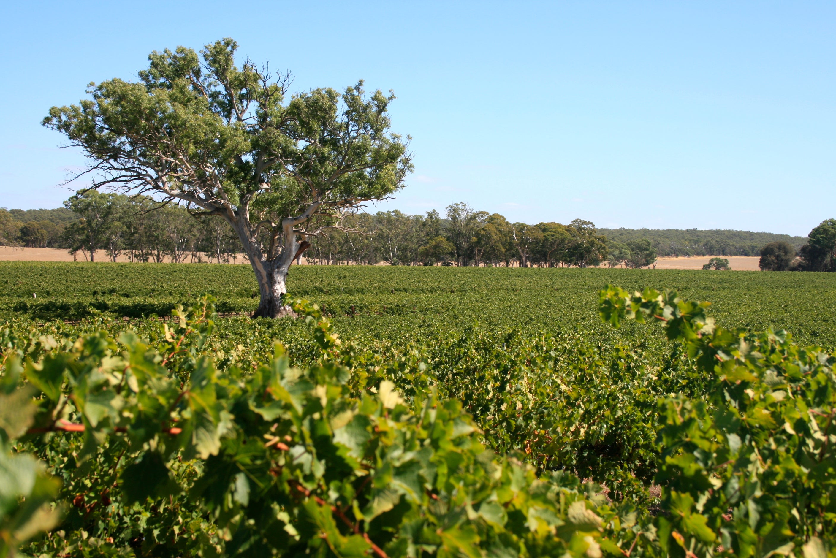 Pepper Tree's Coonawarra Vineyard