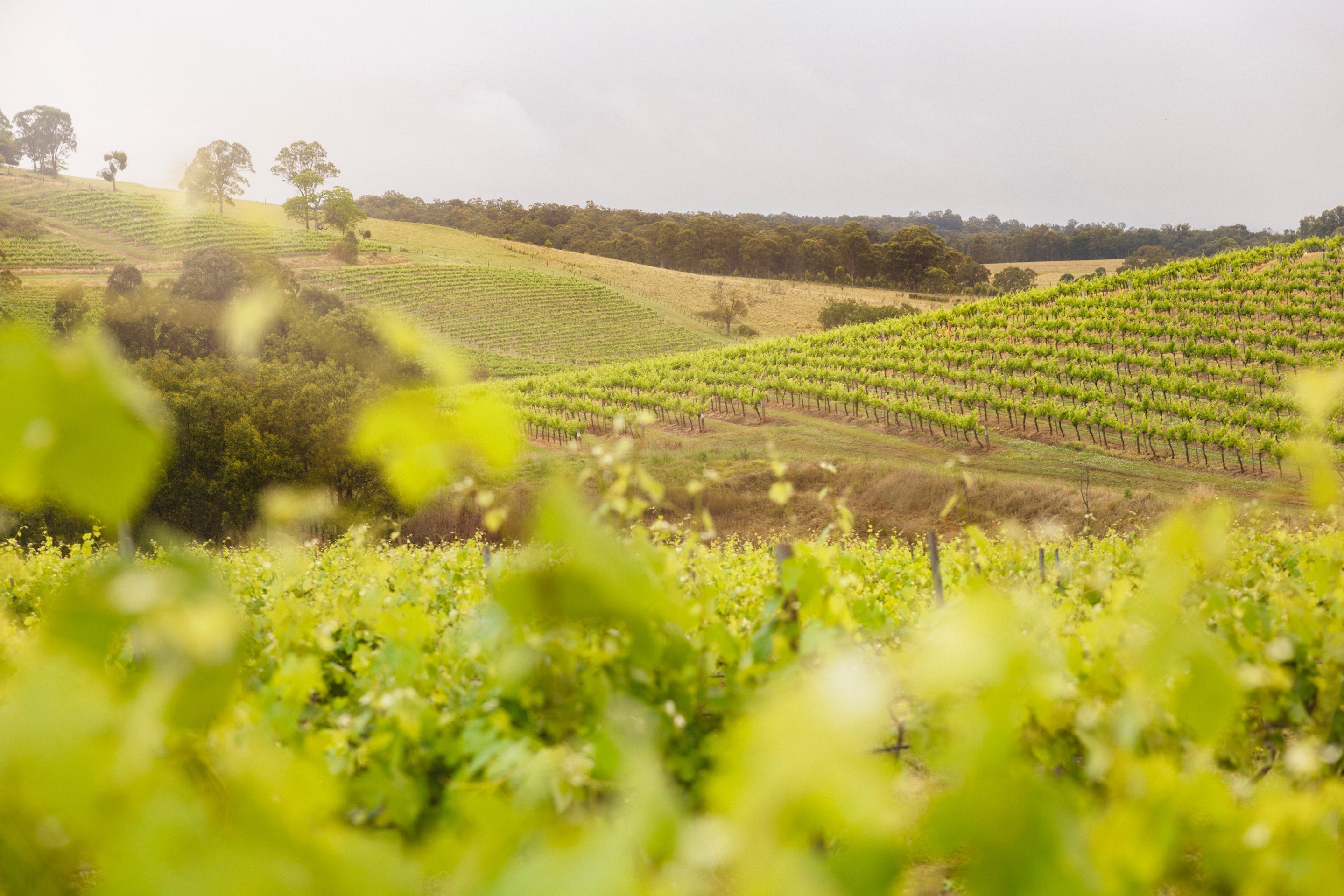 Pepper Tree's vineyards in the Hunter Valley in Spring
